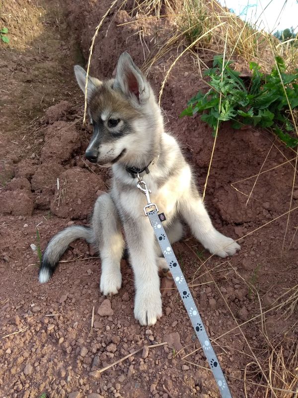 junge Husky Welpe